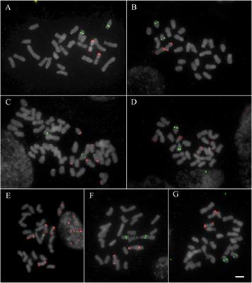 Chromosomal Differentiation of Deschampsia (Poaceae) Based on Four Satellite DNA Families